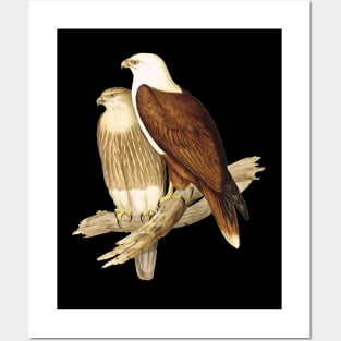 White Breasted Sea Eagle Posters and Art